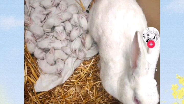 “Nghe nói thỏ sinh sản giỏi lắm rồi, nhưng không ngờ lại “siêu” đến thế…”