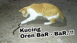 ULar ini Jadi Mainan Kucing Oren