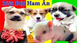 Thú Cưng TV | Bông ham ăn Dâu Tây thành viên mới #54 | Chó thông minh vui nhộn | Pets cute smart dog