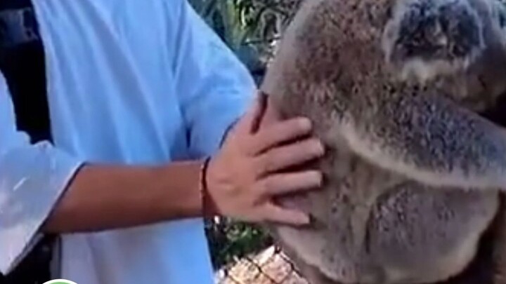 Ternyata koala bisa sebulat ini!!! Patut dicurigai apakah dia dibesarkan oleh neneknya!!! #Pengharga