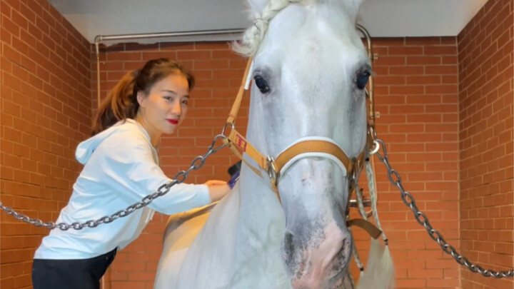 Seberapa Suka Kuda Dibiarkan Digaruk Punggungnya?