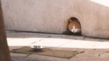Papa, the Orange Cat at the Forbidden Palace Comes out of Its Hole