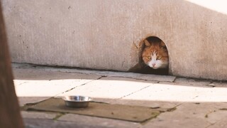 故宫干饭橘猫帕帕  顶着巨大的压力又出洞了