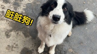 当主人对边牧说“不要它了”，会发生什么？