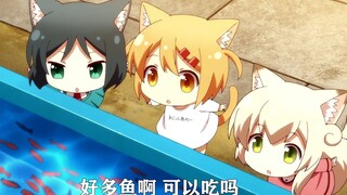 猫猫可爱欸！去哪可以领养一只呢？