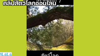 คลิปสัตว์โลกออนไลน์ ⭐