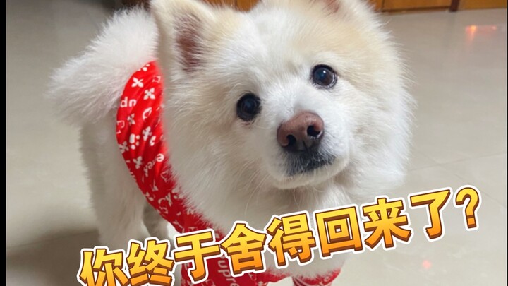What’s the reaction of my 11-year-old family dog when I suddenly return home? | He Xiongxiong, who g