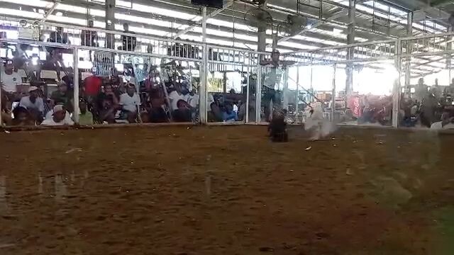 laois Labrador pangasinan draw