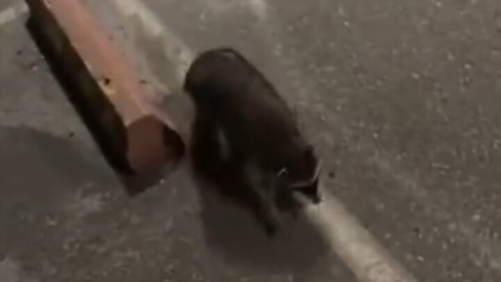 Little Raccoon: I'm just gonna touch it for a sec!