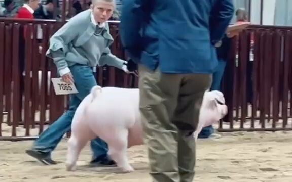 A Hilariously Cute Pig Race!