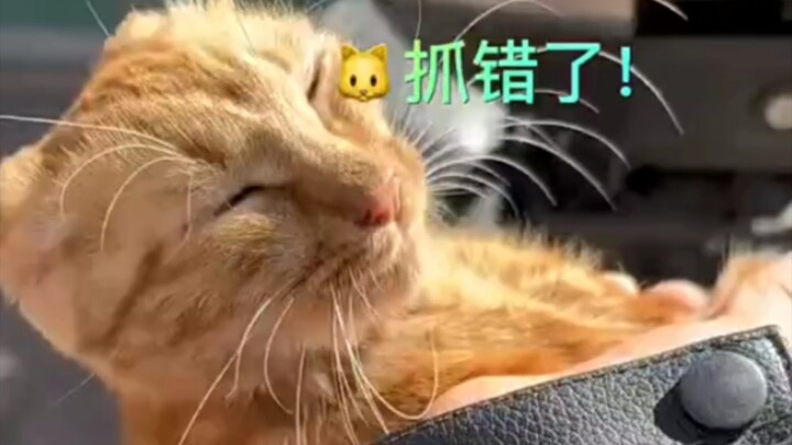 Kucing oranye: “Dasar kau salah tangkap kucing, sialan”