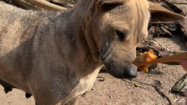 Masakan buatan nenek dan anjing yang dipelihara kakek benar‑benar pasangan yang sempurna