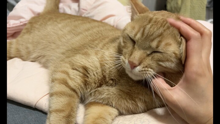 Boredom-Filled Video of a Fussy Cat