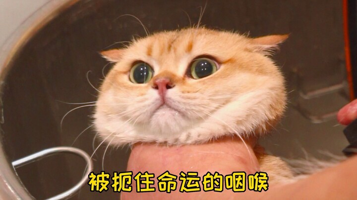 เมื่อเจ้าเหมียวออกนอกบ้านไปอาบน้ำครั้งแรก แมว: อยากฆ่าคน!