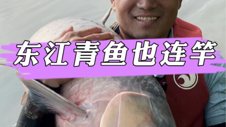 Day 2 of wild fishing on the Dongjiang River: bighead carps are biting one after another!