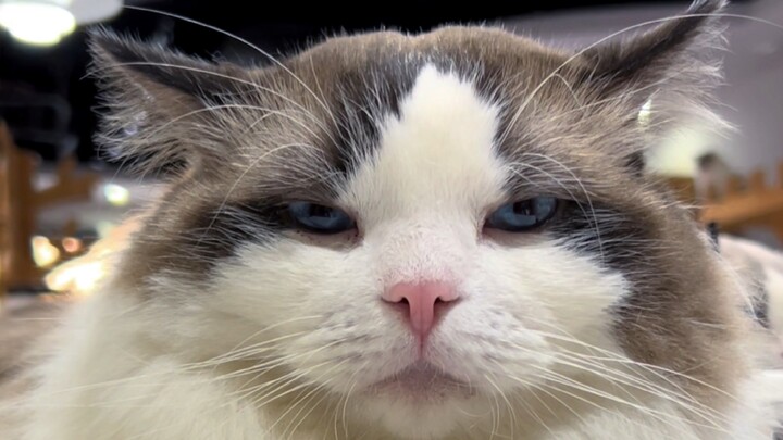 Does baldness count as a work injury?