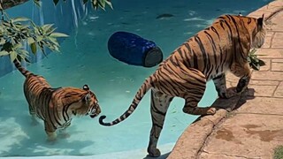 How to get tigers in the pool!