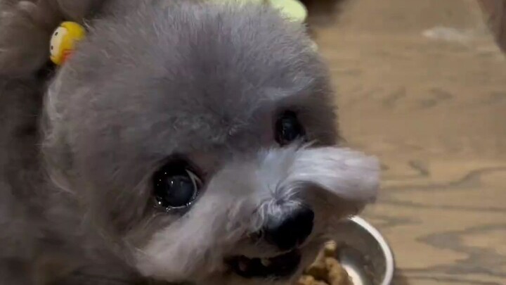 Chúng tôi là những chú cún bảo vệ đồ ăn đầy nguyên tắc!