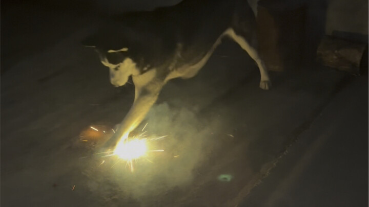 The Husky won’t let everyone down on its second try!