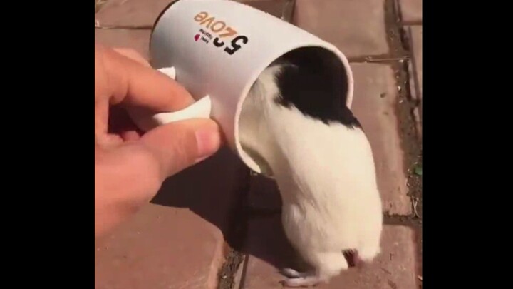 Cairan Non-Newtonian