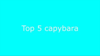 Top 5 Capybara