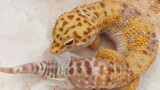 Video of leopard gecko peeling off its skin