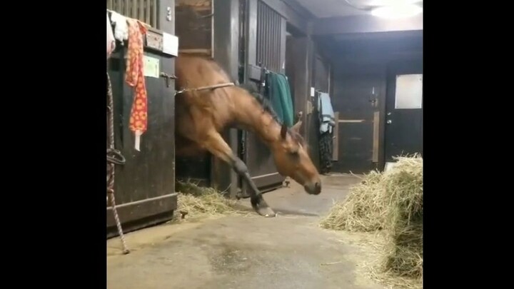 Berusaha mati-matian untuk mencuri makan