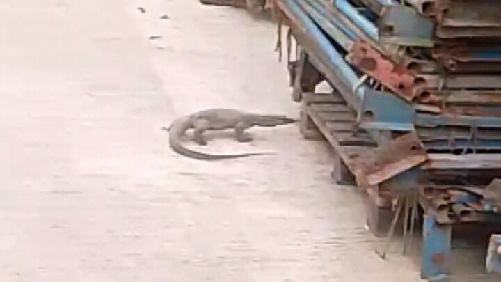 Dangerous 🐍