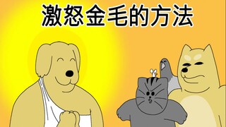 [禽兽朋友们] 激怒金毛的方法