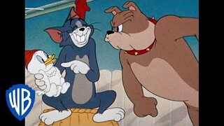 Tom & Jerry em Português | Brasil | Coletânea de desenhos clássicos | Tom, Jerry e Spike | WB Kids