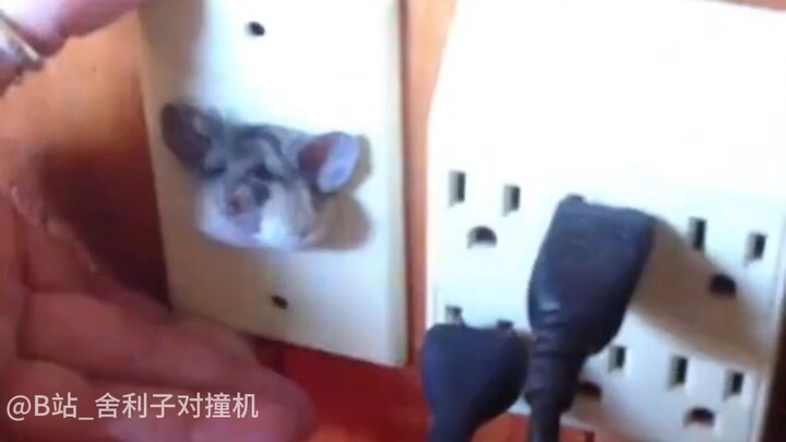 【Funny Daily Life of Earth’s Creatures #284】