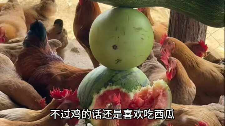 Beri makan ayam, bebek, dan babi tanpa menghiraukan angin atau hujan