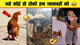 😂🤣  इन जानवरों के कारनामे देख हंसी नहीं रुकेगी | Funny Animals moment caught on camera | Part 6