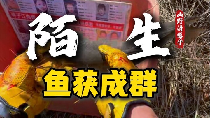 Is the fish that eats poop actually the common roast fish?