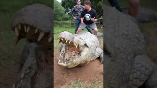 Giant Crocodile Nearly Bites My Dad In Half ( legit )