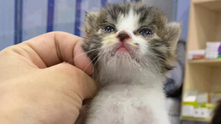 Ketiga anak kucing itu diculik di tengah hujan lebat dan diberi nama Mutton, Mutton Soup, dan Mutton