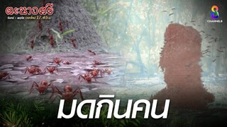 มดกินคน | HIGHLIGHT ตะนาวศรี EP11 | ช่อง8
