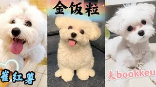 【怎样辨别SEVENTEEN家的狗勾:记住狗勾随正主就好啦】