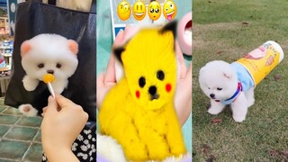 Funny and Cute Dog Pomeranian 😍🐶| Funny Puppy Videos #190