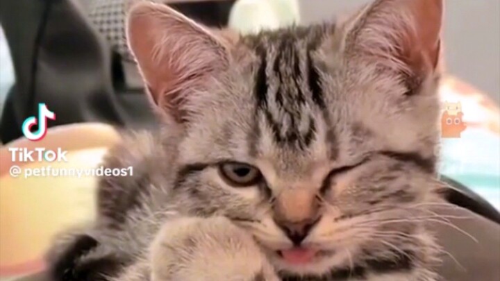 kakulitan ng mga hayop