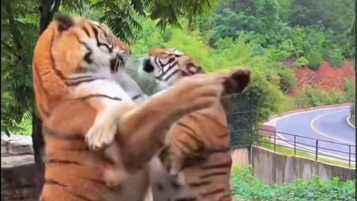 Harimau jantan berkelahi dengan harimau betina; si betina tak terima tapi sama sekali tak berkutik.