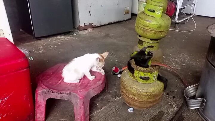si oyen bocil