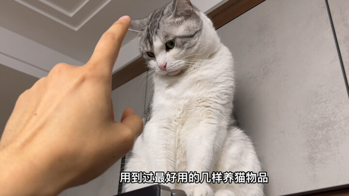 养猫不看这个就亏大啦！转发给你养猫的朋友看