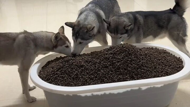 The owner left his three huskies at home and went on a trip, but when he came back, they were gone.