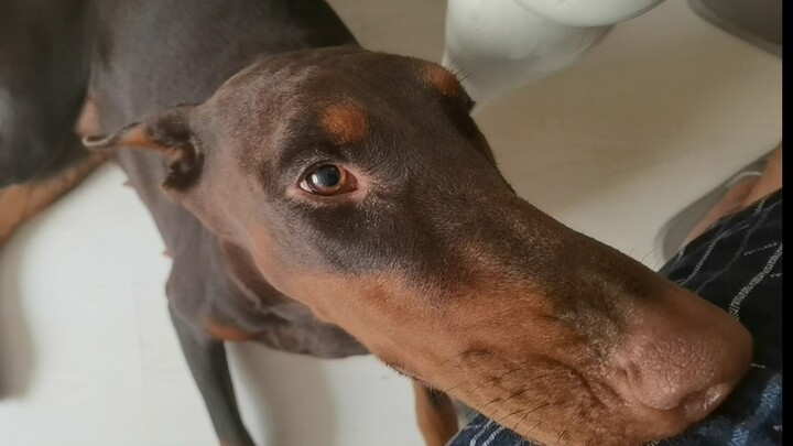 Jam biologis Doberman sangat akurat