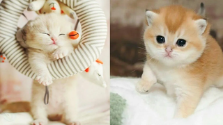 Baby Cats - การรวบรวมวิดีโอแมวเด็กตลกและน่ารัก | Aww สัตว์