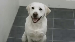 Giải thưởng Hành vi Động vật 215