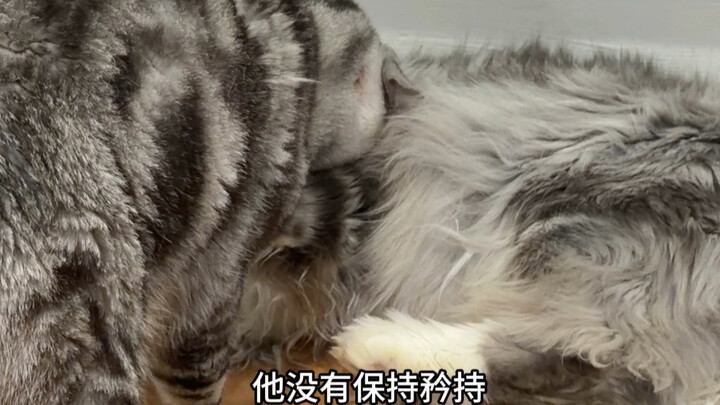 ไม่มีแม้แต่แมวตัวเดียวเลยเหรอ?