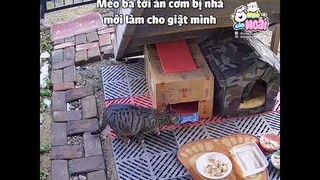 [Vietsub] Gia đình mèo hoang gồm 7 thành viên | Ổ nhỏ của Hoài