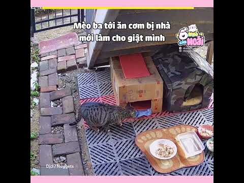 [Vietsub] Gia đình mèo hoang gồm 7 thành viên | Ổ nhỏ của Hoài